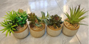 Plantas