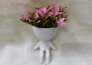 Maceta sentada planta